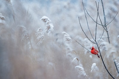 红雀在树枝上的选择性聚焦摄影